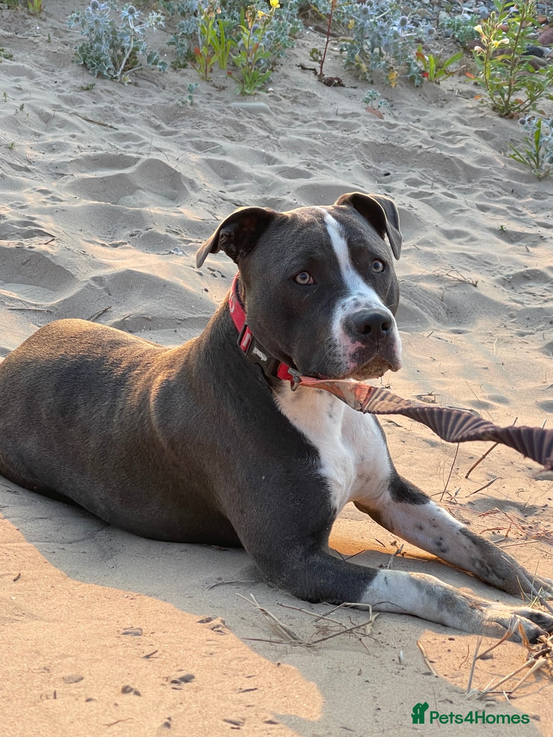 Mixed Breed dogs for sale: Mixed breed staffy for sale  - Image 6