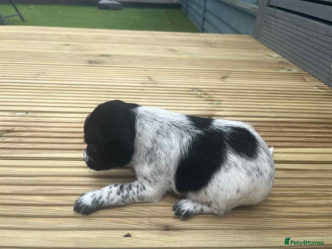 Mixed Breed dogs for sale: Stunning jackapoo x cocapoo puppies - Image 28