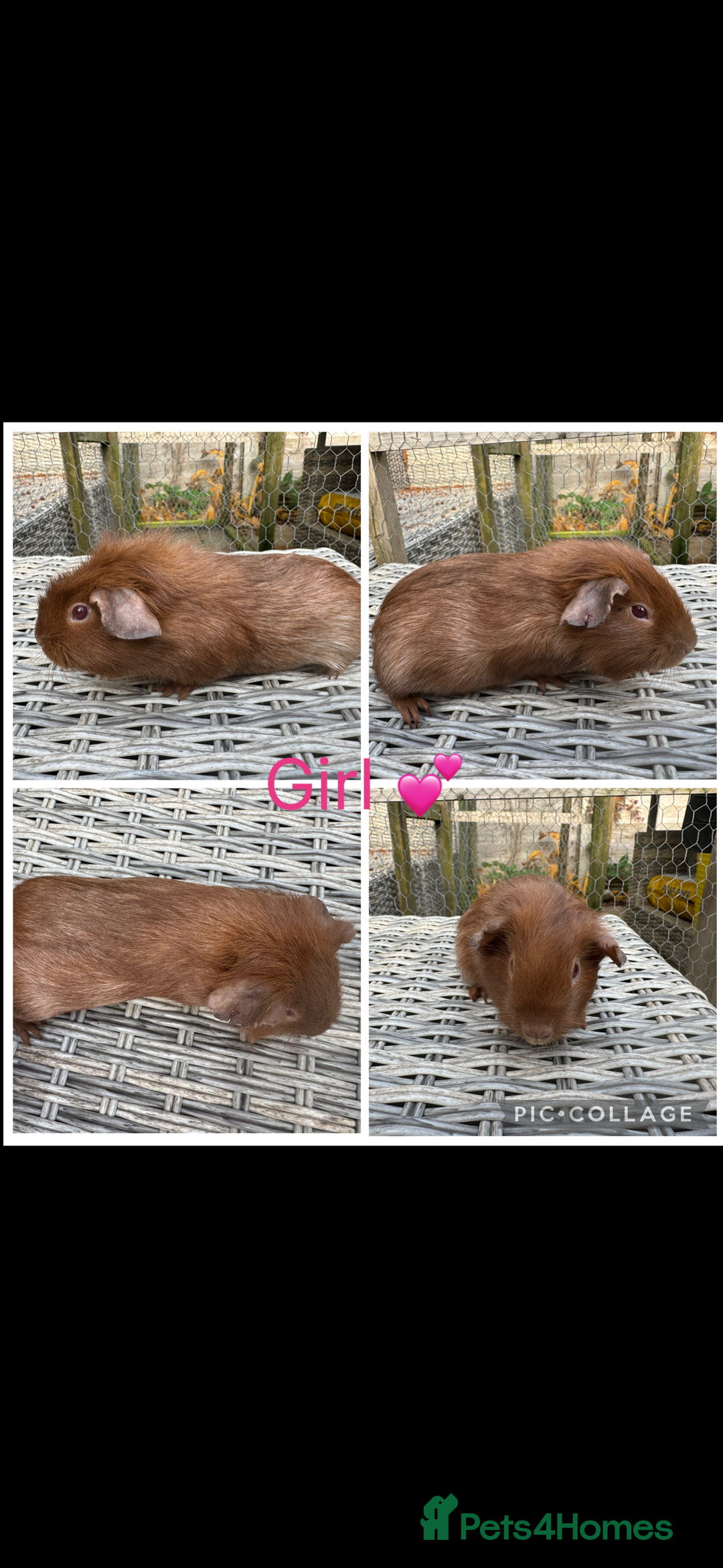 Guinea Pig rodents for sale: Female & Male Guinea pigs 👀 for new laps 🥰 - Advert 4