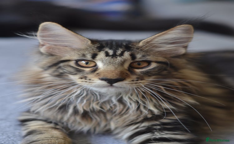 Maine Coon cats - Advert 3