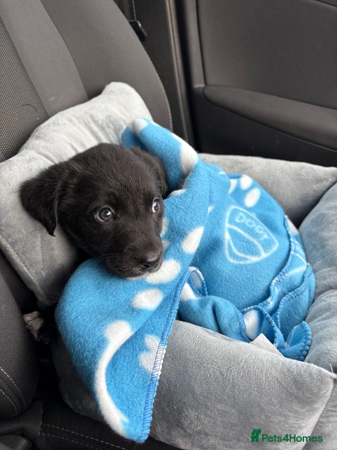 Borador dogs for sale: Collie cross Labrador  - Image 2