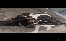 Mixed Breed dogs for sale: Jack russell x mini dachshund  - Image 5