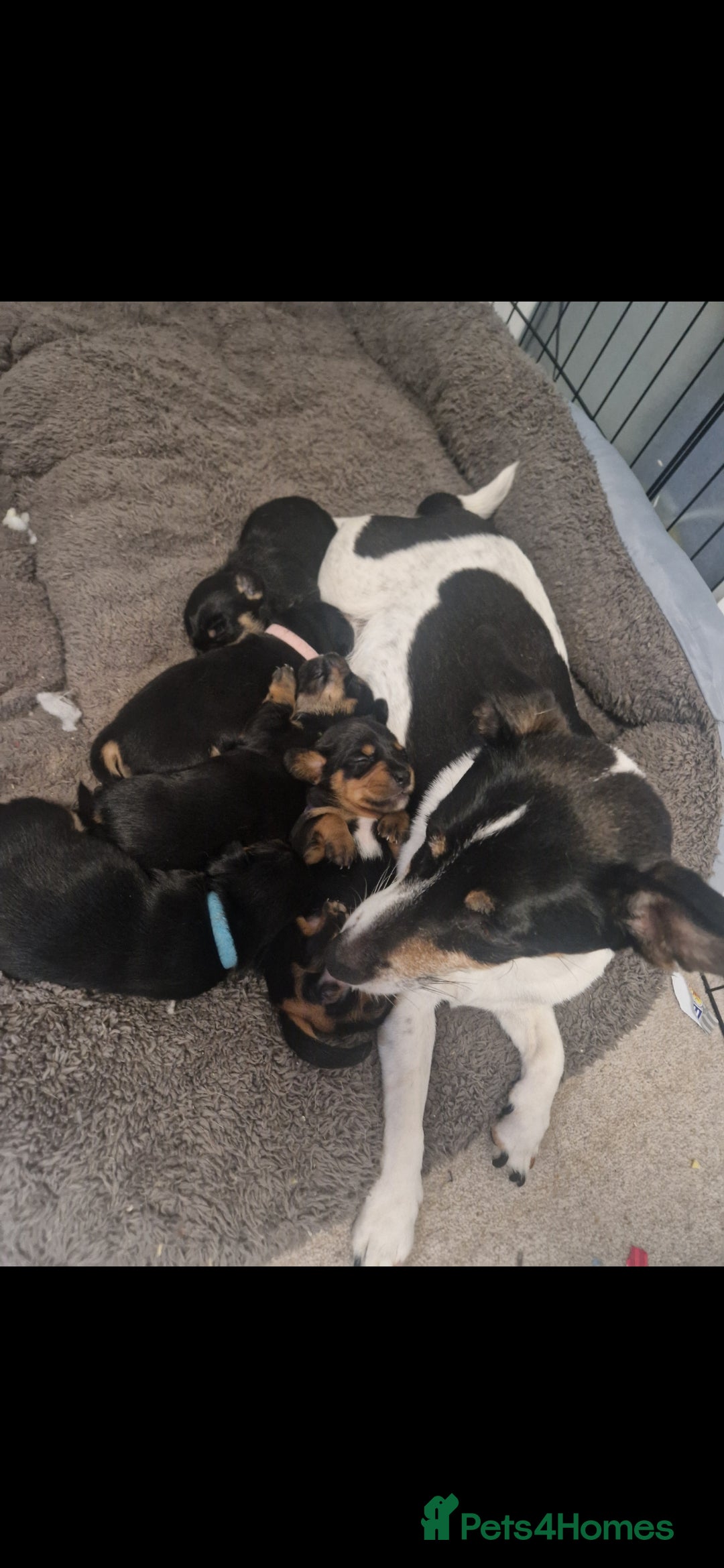 Mixed Breed dogs for sale: Jack russell x mini dachshund  - Image 5