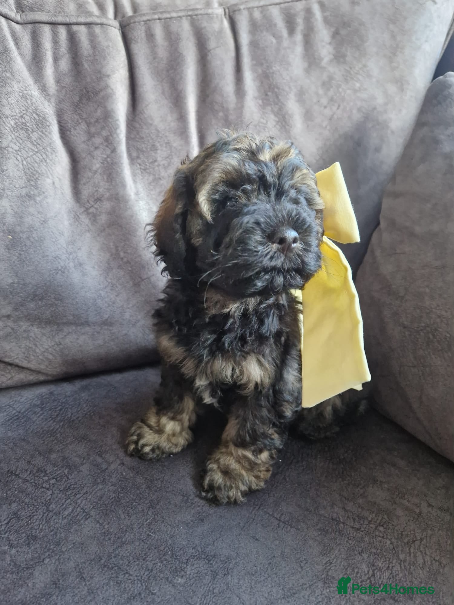 Cockapoo dogs F2b cockapoo pups ready now  - Advert 5