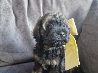 Cockapoo dogs F2b cockapoo pups ready now - Advert 5