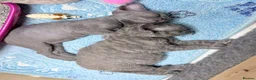 Devon Rex cats for sale: Beautiful blue boy and lilac girl!!!!! - Advert 3