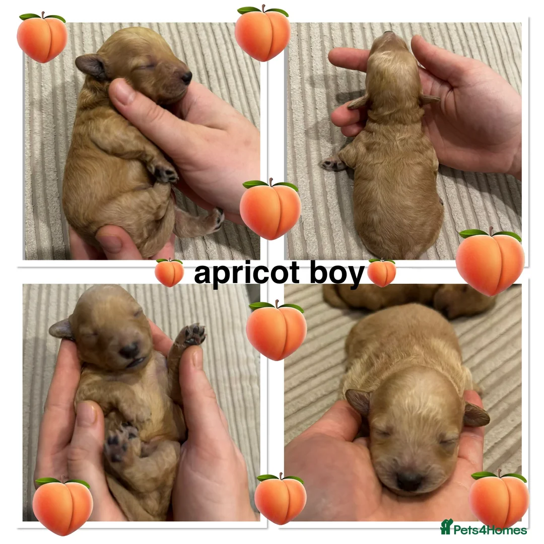 Miniature Poodle dogs for sale: 🐶Miniature/Toy poodle puppies🐶 - Advert 3