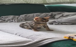Bengal cats for sale: Mr bengal Urgent  - Image 4