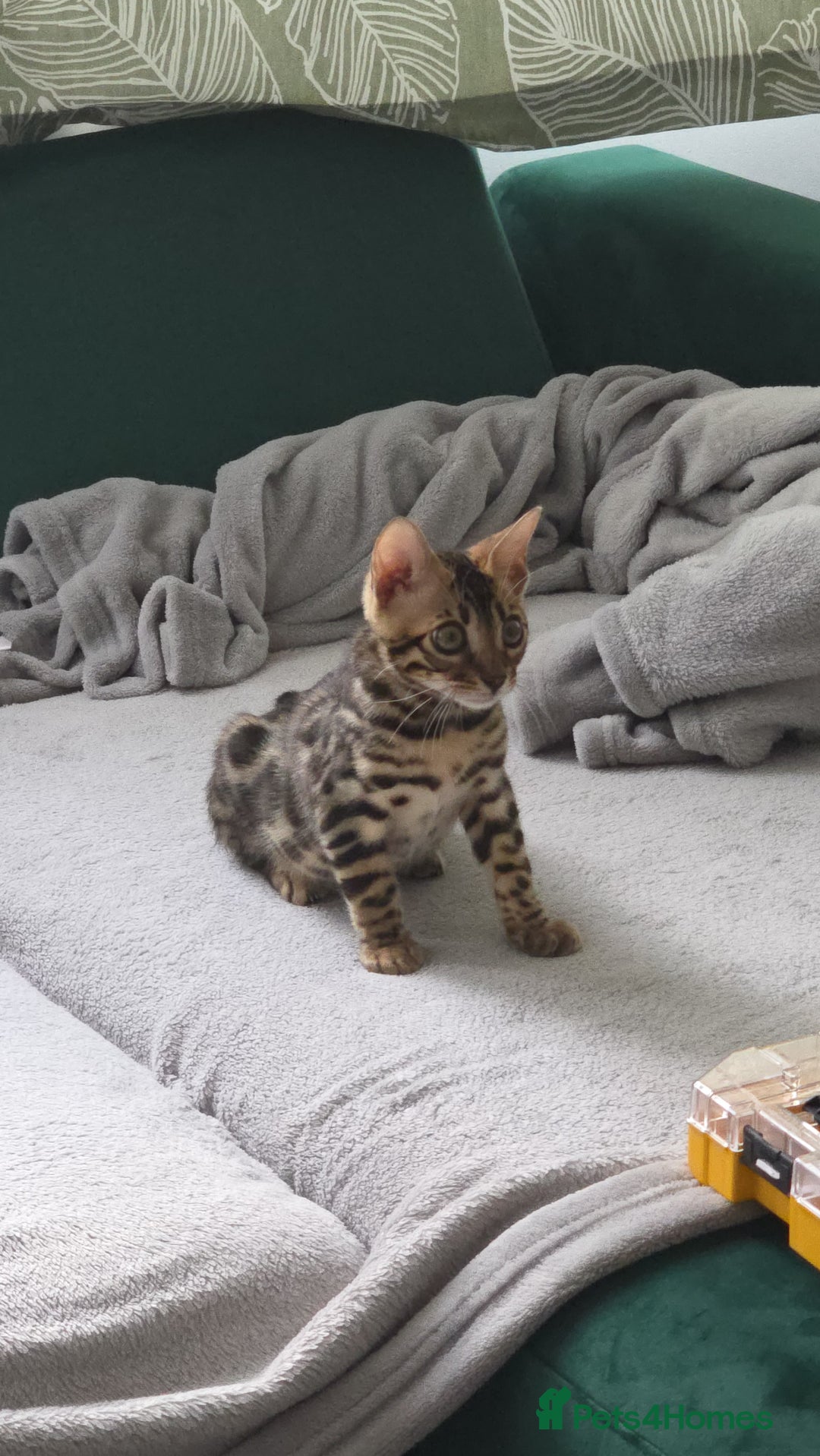Bengal cats for sale: Mr bengal Urgent  - Image 4