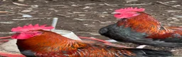 Mixed Breed poultry for sale: Variety of poultry available - Advert 3