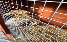 Guinea Pig rodents for sale: 3 male Guinea pigs - Image 2