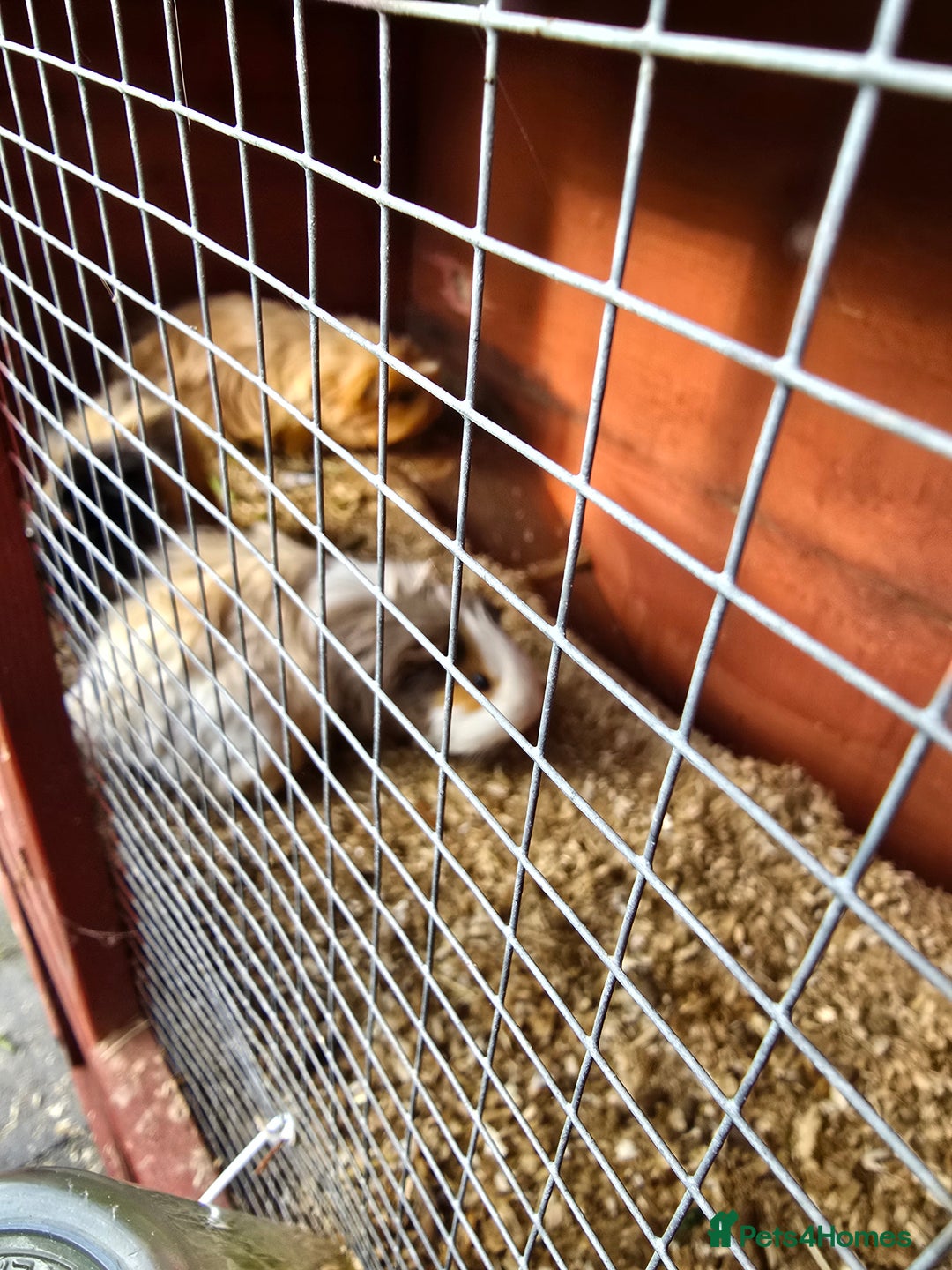 Guinea Pig rodents for sale: 3 male Guinea pigs - Image 2