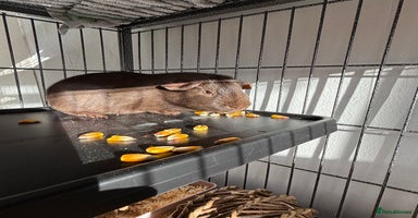 Guinea Pig rodents 2 beautiful boys with full set up  - Advert 1