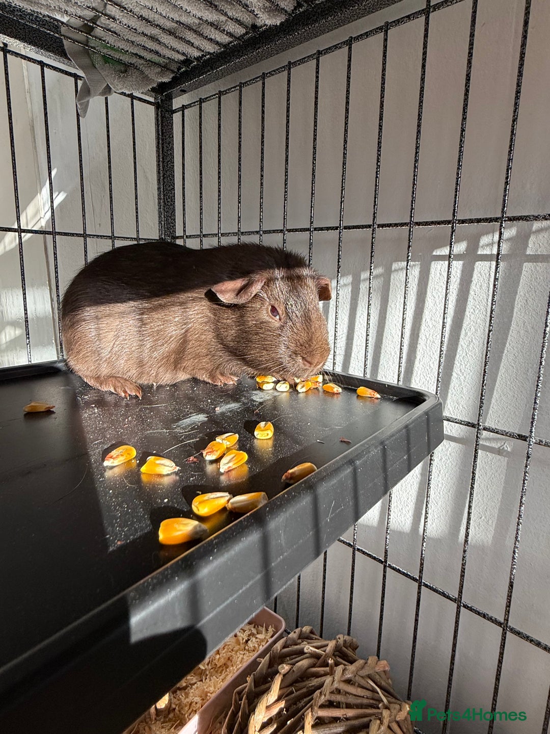 Guinea Pig rodents for sale: 2 beautiful boys with full set up  - Advert 3