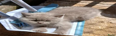 British Shorthair 2