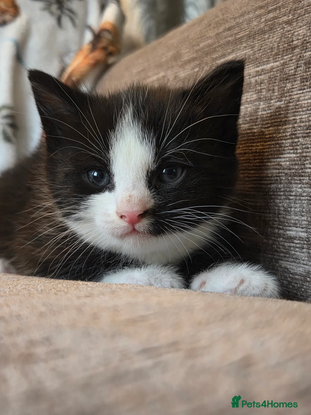 Mixed Breed cats for sale: 2 kittens - Advert 3