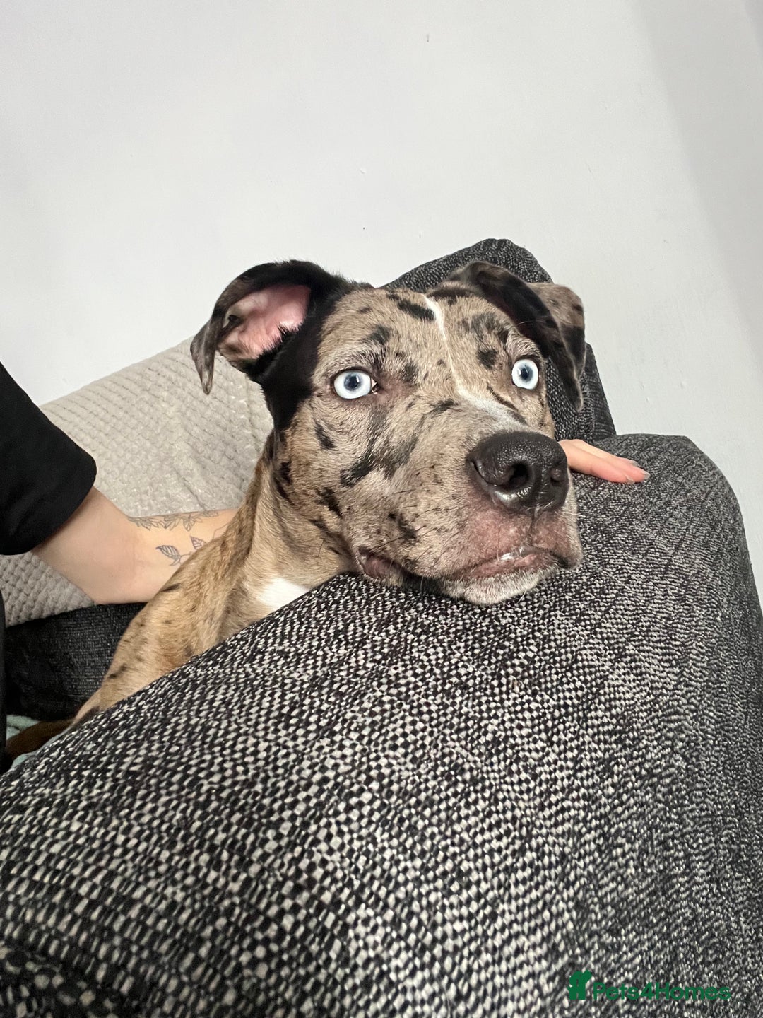 Mixed Breed dogs for sale: Mixed Breed merl Girl - Advert 4