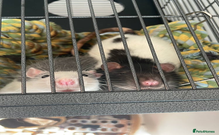Rat rodents - Advert 4