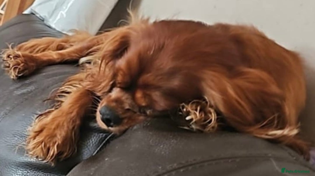 Cavalier King Charles Spaniel dogs for sale: 2 Cavalier sisters 3 years old  - Image 3