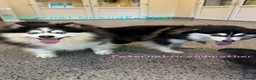 Pomsky dogs for sale: American Line Health Tested F4 Pomskys - Advert 6