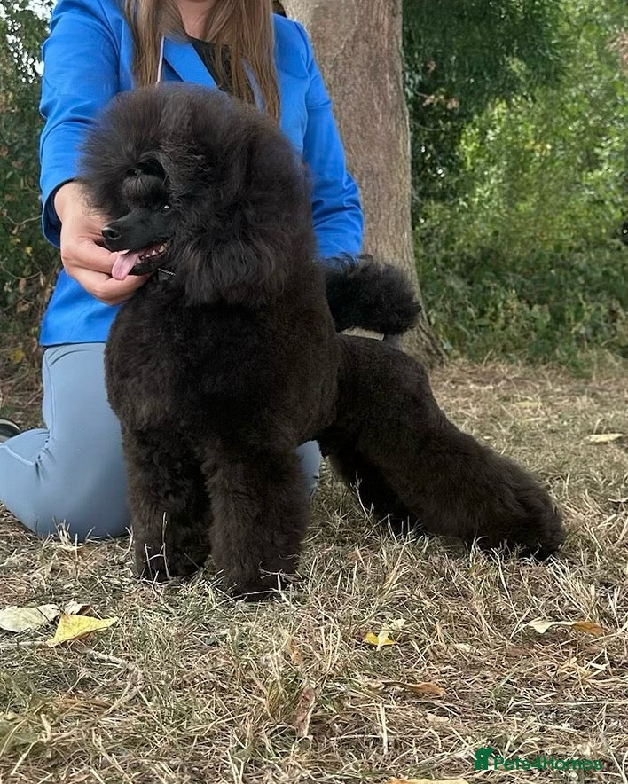 Toy Poodle dogs Show toy poodle stud - Advert 8