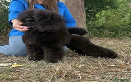 Toy Poodle dogs for stud: Show toy poodle stud - Image 1