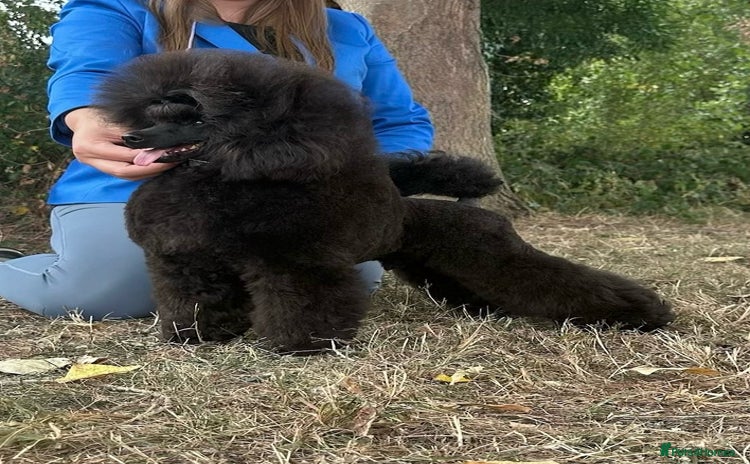 Toy Poodle dogs - Advert 1