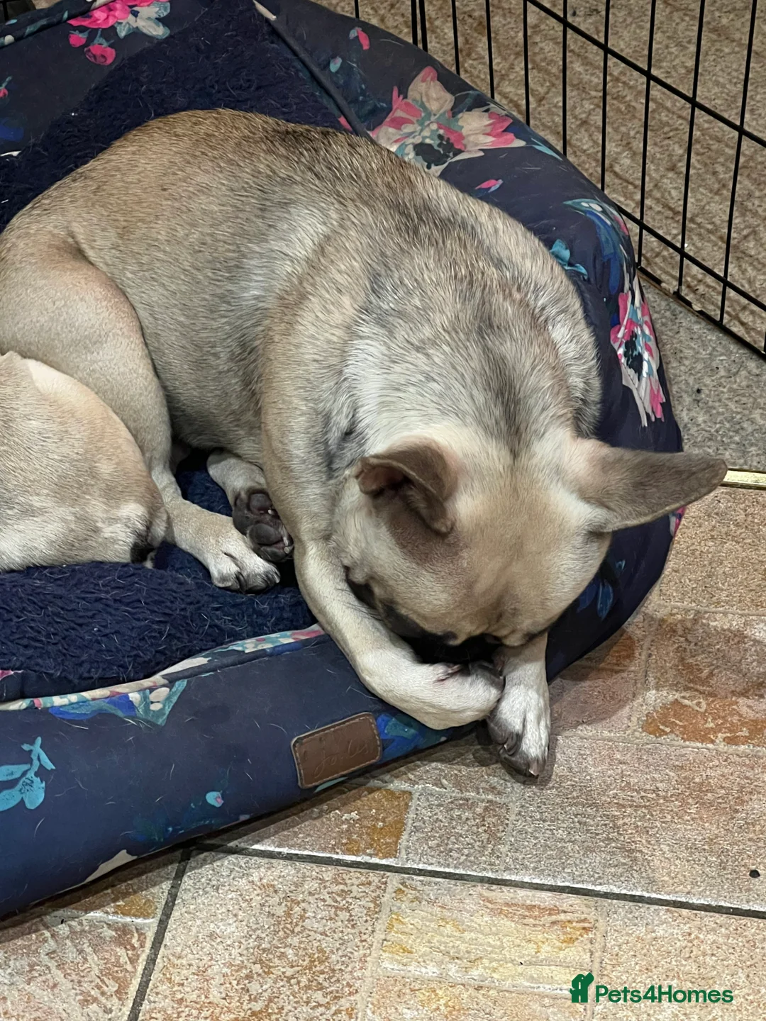French Bulldog dogs for sale: French bulldog  in Northampton - Advert 2