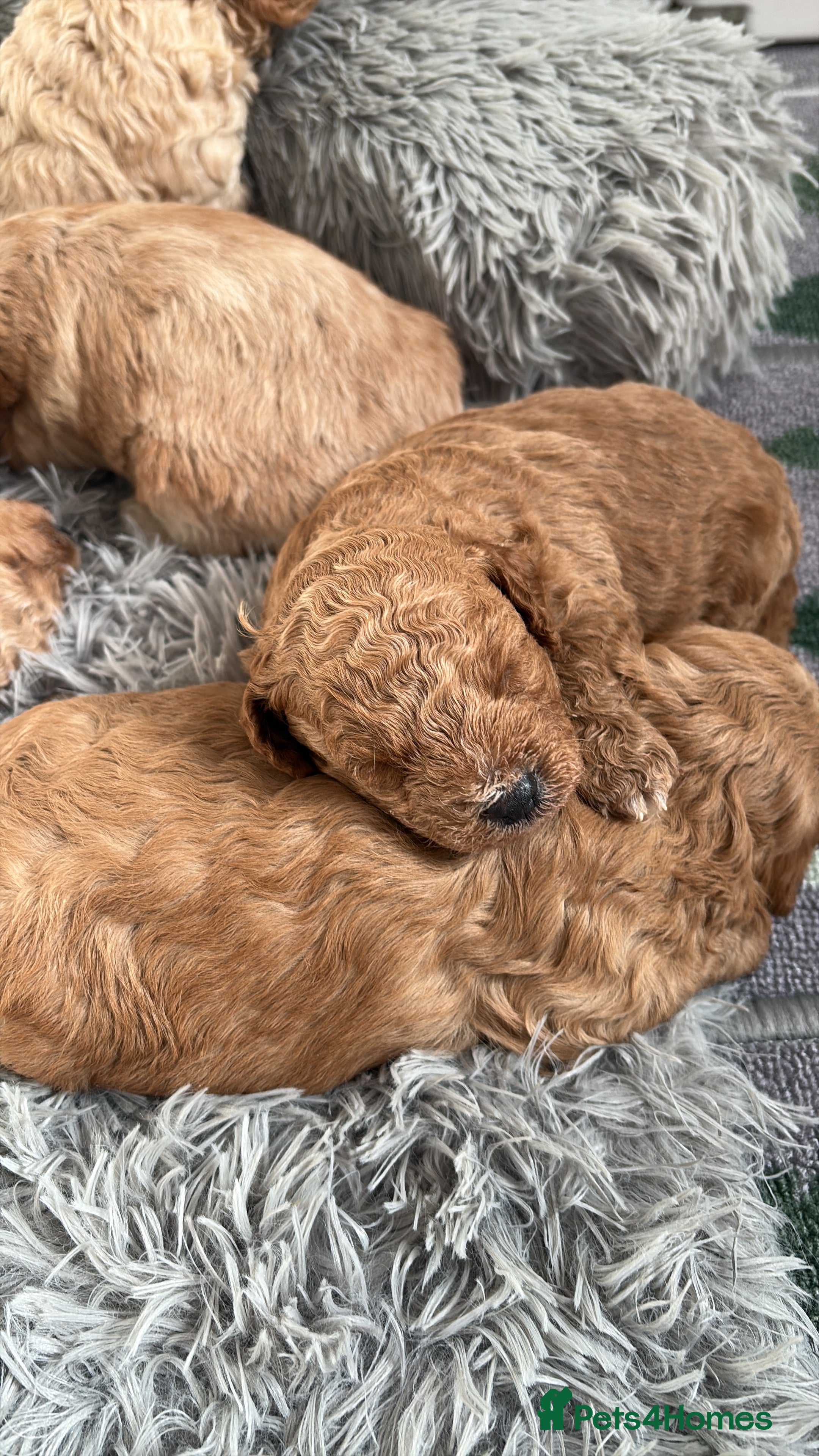 Cavapoo dogs Beautiful litter of f2 cavapoo puppies  - Advert 6