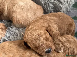 Cavapoo dogs Beautiful litter of f2 cavapoo puppies - Advert 6