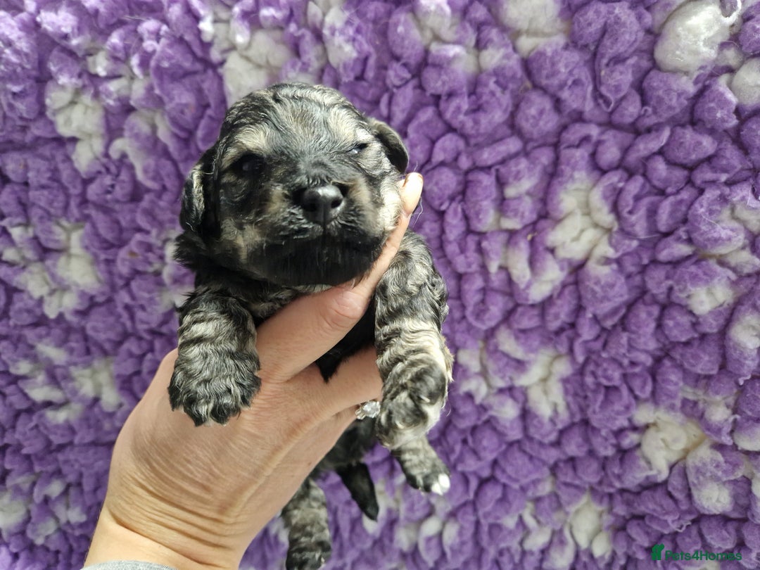 Poochon dogs for sale: 💥RARE COLOUR PHANTOM/CARRIER F1 POOCHONS 💥 - Advert 9