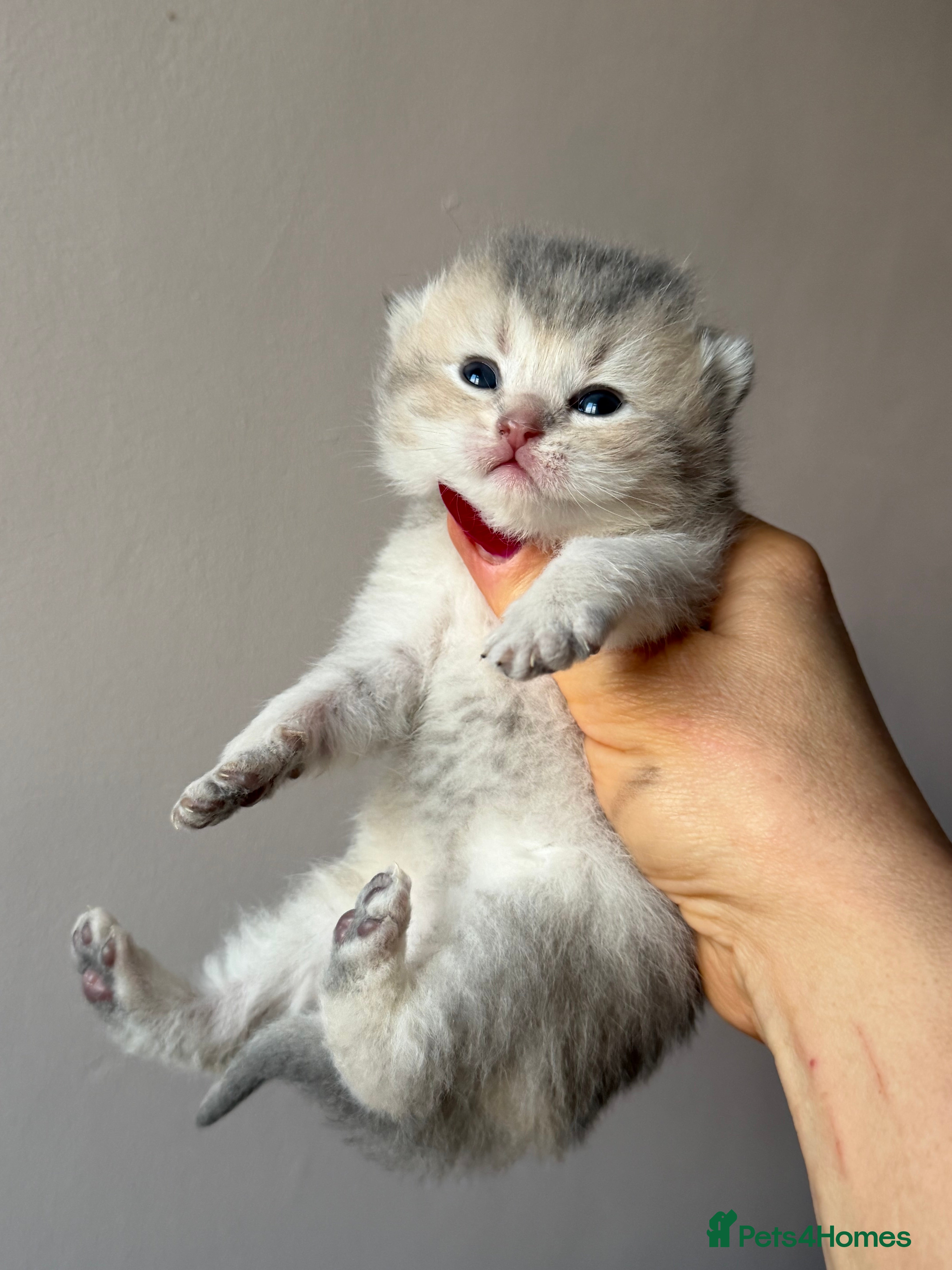 British Longhair cats British Longhair adorable kittens  - Advert 5