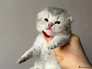 British Longhair cats British Longhair adorable kittens - Advert 5