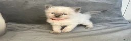 Ragdoll cats for sale: Beautiful mink ragdoll kittens all male  - Advert 19