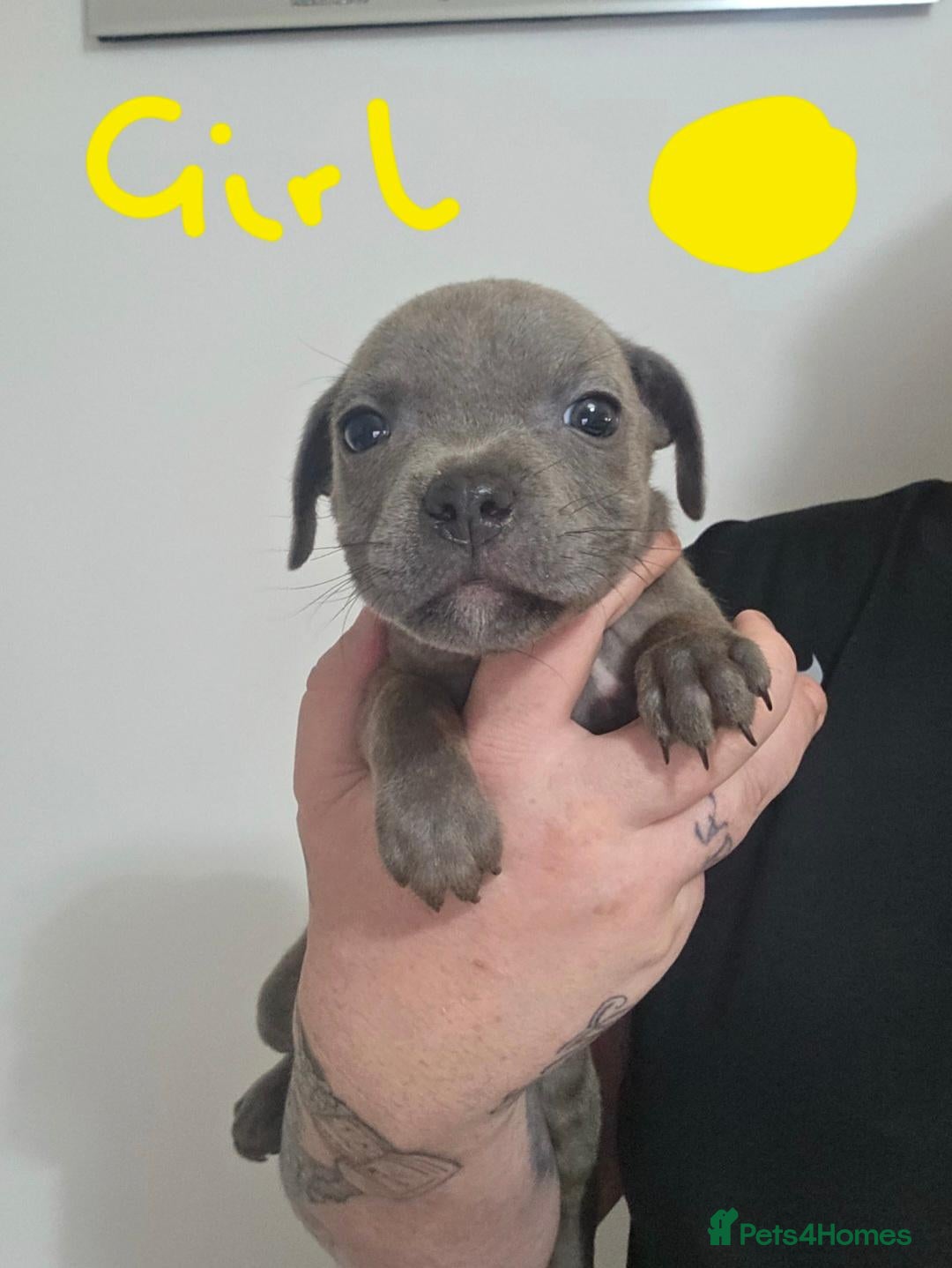 Staffordshire Bull Terrier dogs Staffy pups (kc reg)  - Advert 4