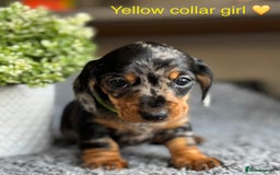 Miniature Dachshund dogs for sale: Miniature Dachshund puppies - Image 15