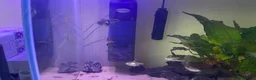 Pufferfish fish for sale: Freshwater 2’’ Fahaka puffer with 60liter tank  in Hayle - Advert 3