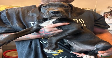 Mixed Breed dogs - Advert 4