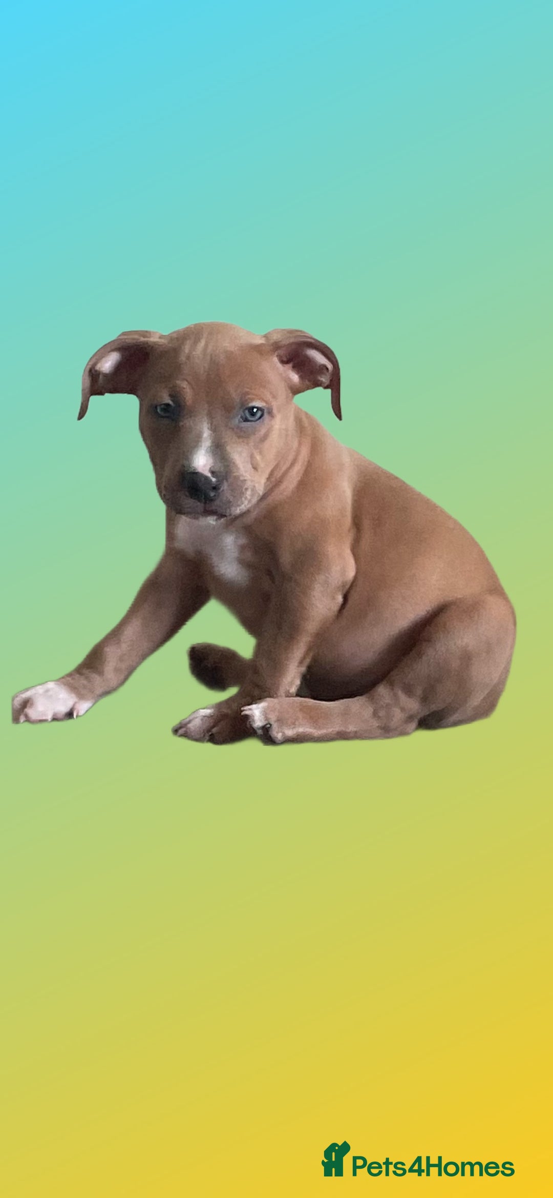 Mixed Breed dogs for sale: Ready to leave Staff x bulldog puppies  - Image 16