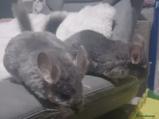 Chinchilla rodents 2 violet rpac kits ready now 2 for reservation - Advert 10