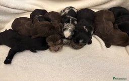 Cocker Spaniel dogs for sale: Cocker Spaniel Pups Seeking Forever Homes!💖 - Image 5