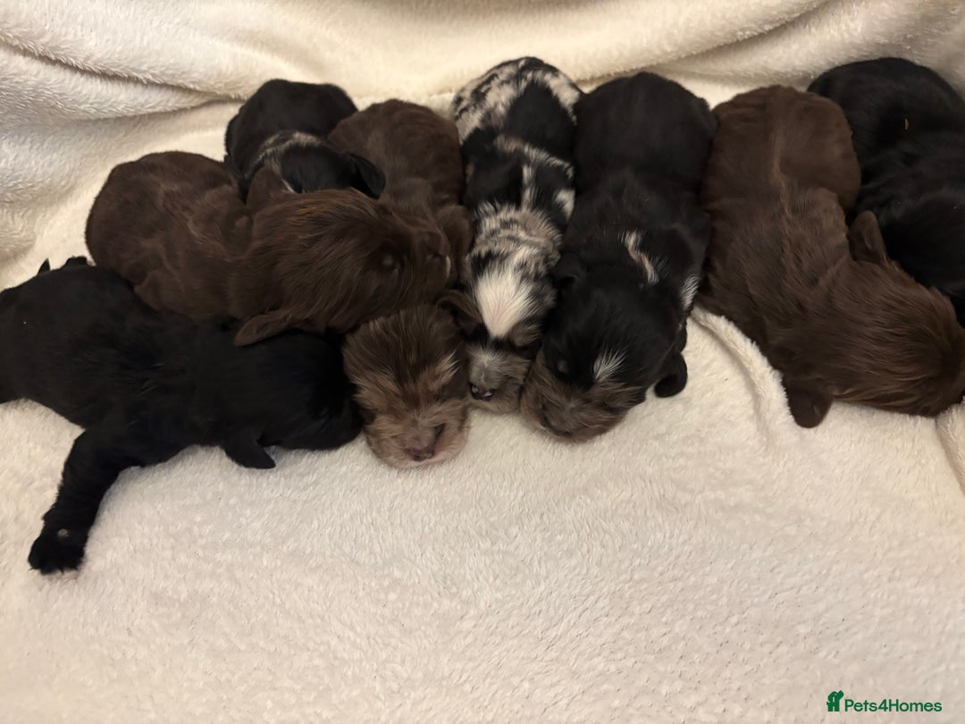 Cocker Spaniel dogs for sale: Cocker Spaniel Pups Seeking Forever Homes!💖 - Image 5