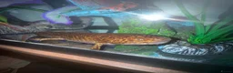 Axolotl reptiles for sale: Full Axolotl set up plus Fluval Tank - Advert 2