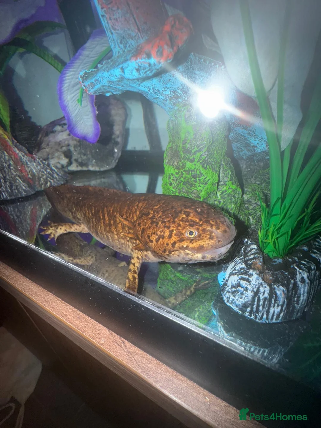 Axolotl reptiles for sale: Full Axolotl set up plus Fluval Tank - Advert 2