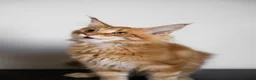 Maine Coon cats for sale: 5 Beautiful Russian Import Kittens TICA - Advert 5