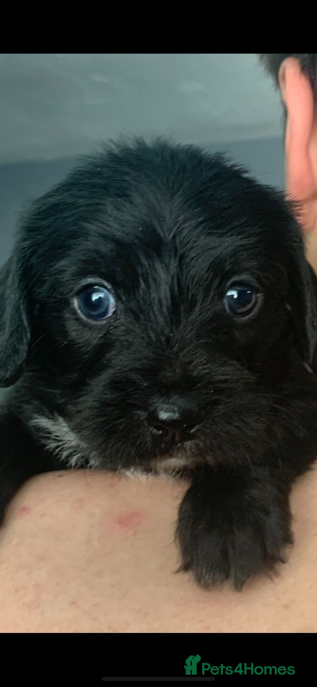 Mixed Breed dogs for sale: Gorgeous Cockapoochon puppies  - Image 5