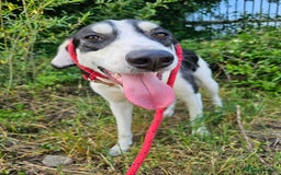 Mixed Breed dogs for adoption: OTIS - a Handsome and gentle boy for a Loving Home - Image 28