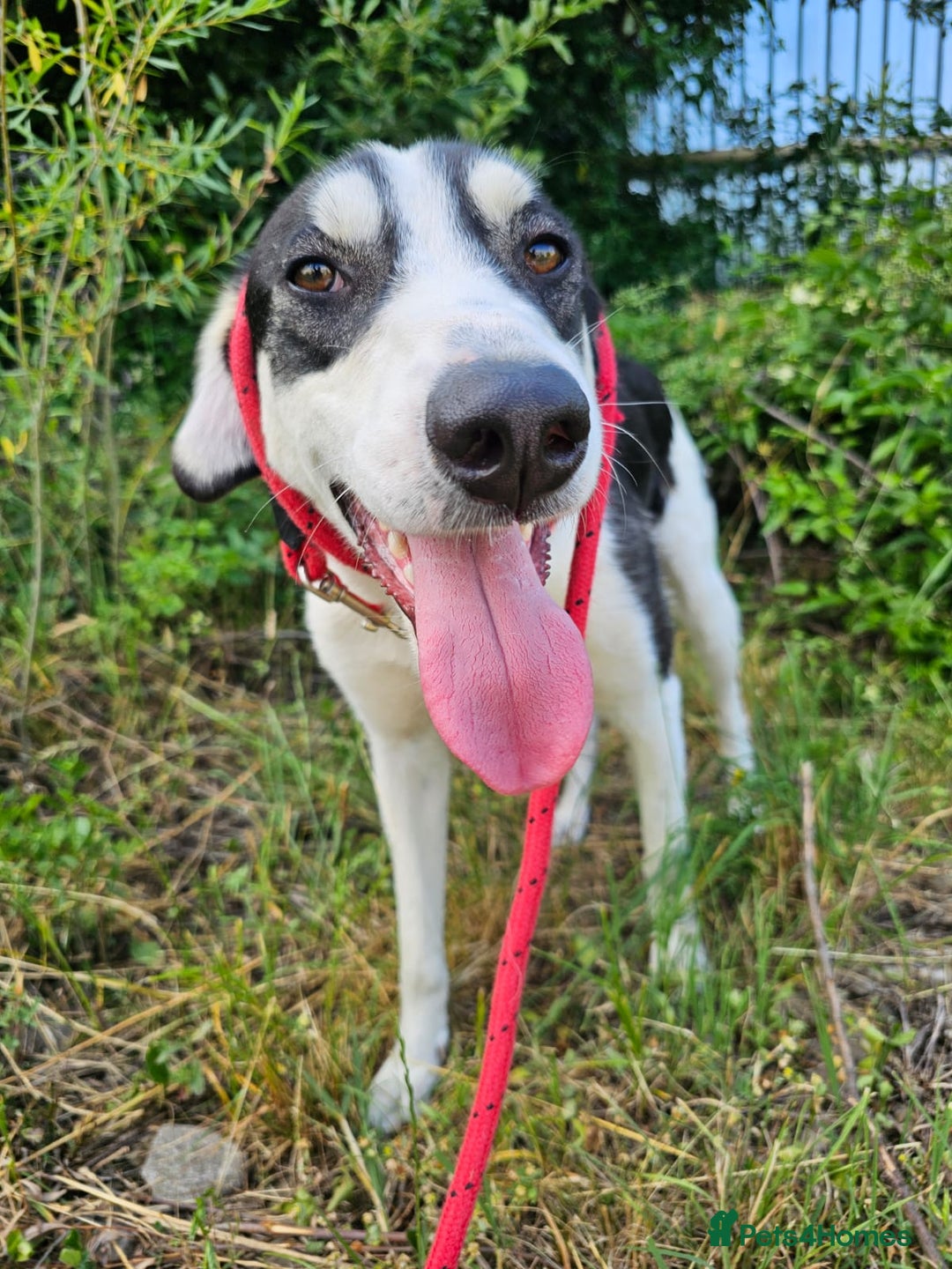 Mixed Breed dogs for adoption: OTIS - a Handsome and gentle boy for a Loving Home - Image 28