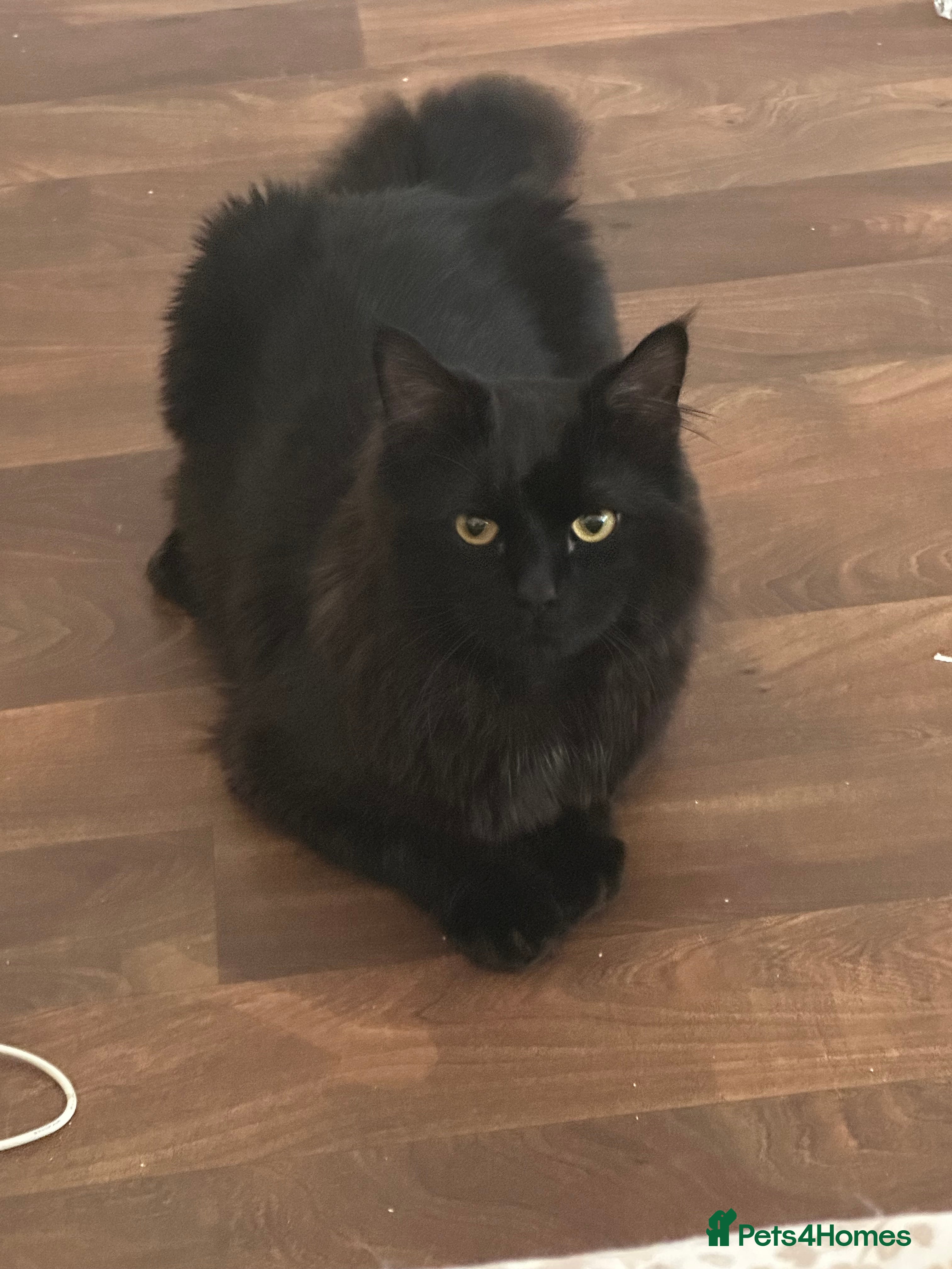 Persian cats Cat for sale urgent - Advert 2