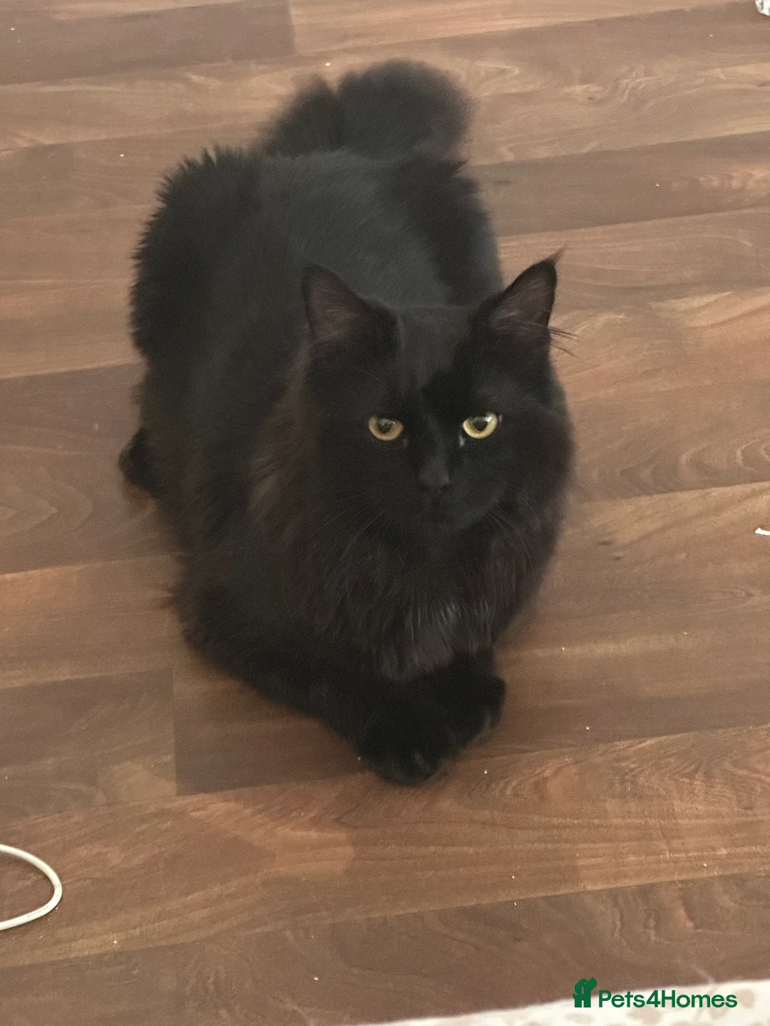 Persian cats for sale: Cat for sale urgent - Advert 1